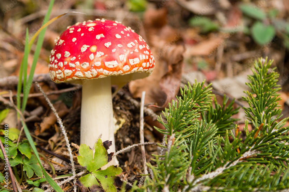 Amanita muscaria mushroom close up, nature background Amanita muscaria mushroom close up, nature background