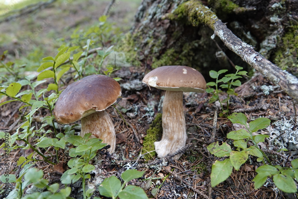 beautiful mushroom, boletus edulis on the forest floor beautiful mushroom, boletus edulis on the forest floor