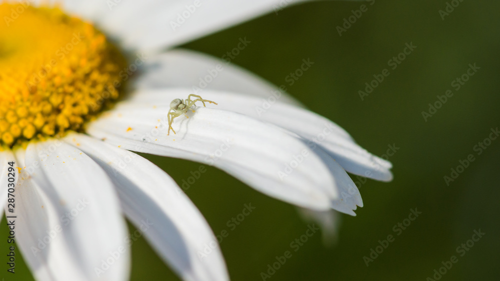 Fototapeta premium Tiny Crab Spider