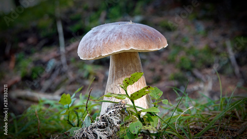 beautiful mushroom, boletus edulis on the forest floor 