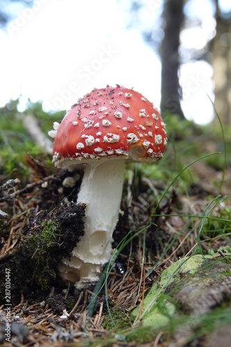 a beautiful and big fly agaric in the forest 