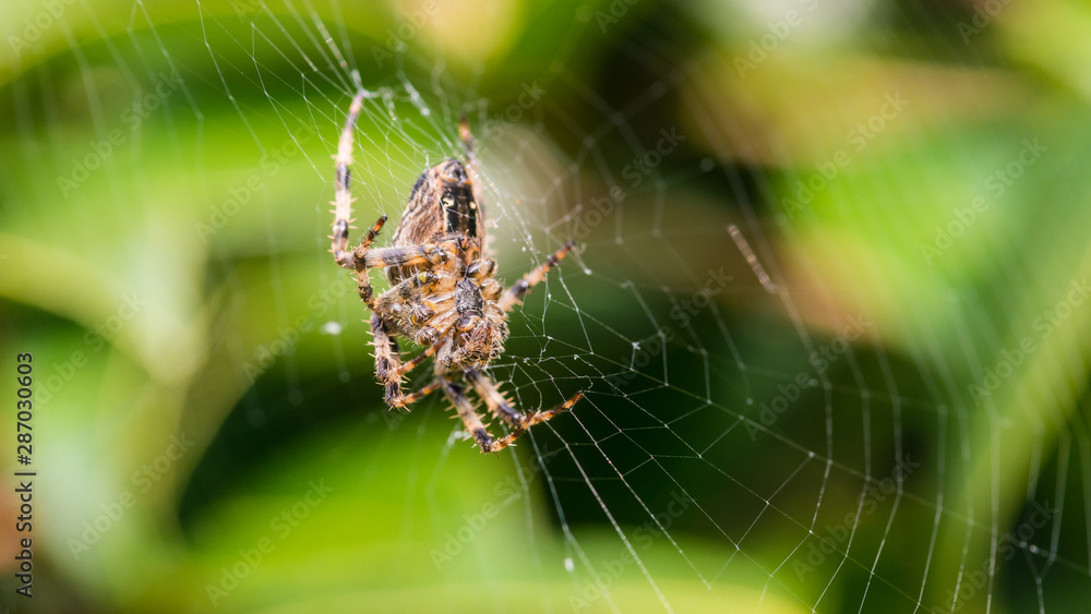 Cross Spider Cross Spider