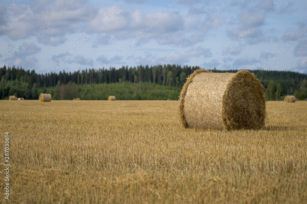 Haystacks on field. Autumn harvest.