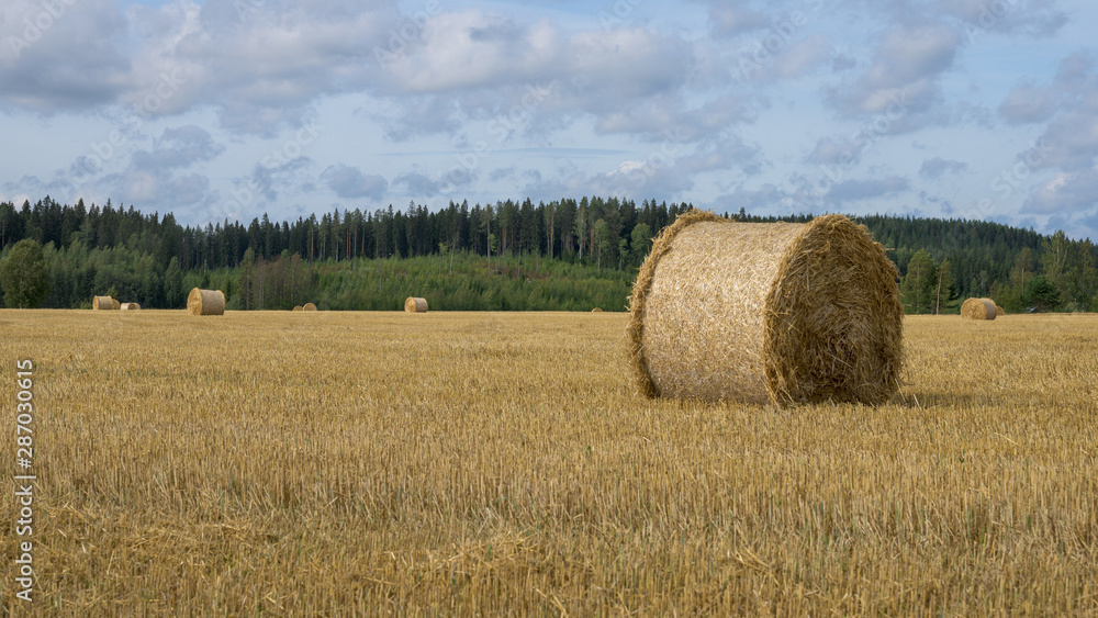Haystacks on field. Autumn harvest.