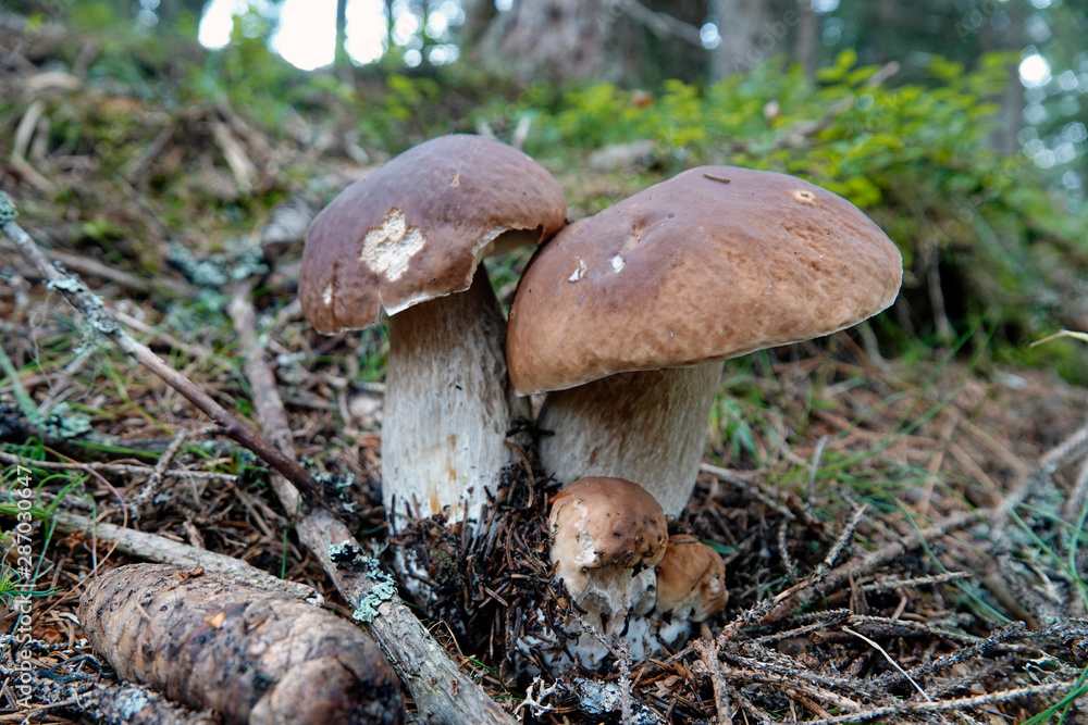 beautiful mushroom, boletus edulis on the forest floor beautiful mushroom, boletus edulis on the forest floor