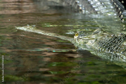 Head of Gavial Indian - Gavialis gangeticus floats on water