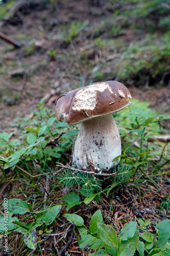 beautiful mushroom, boletus edulis on the forest floor 