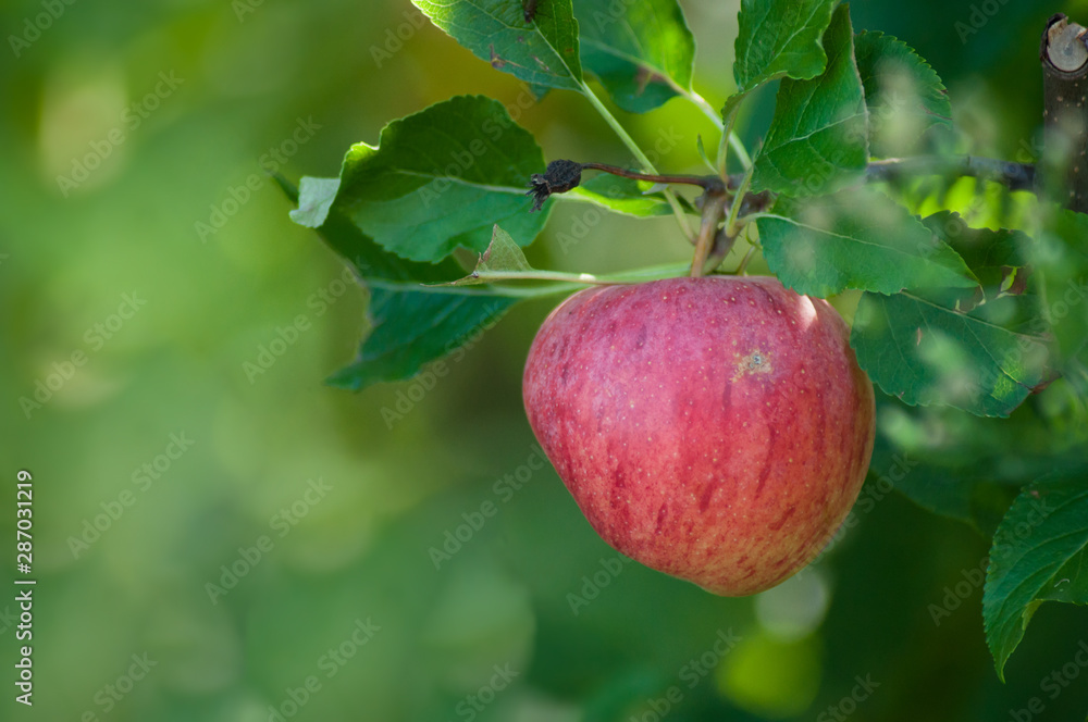 Closeup of red apple in apple tree for picking