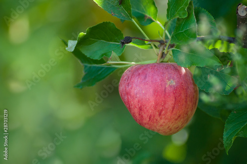 Closeup of red apple in apple tree for picking