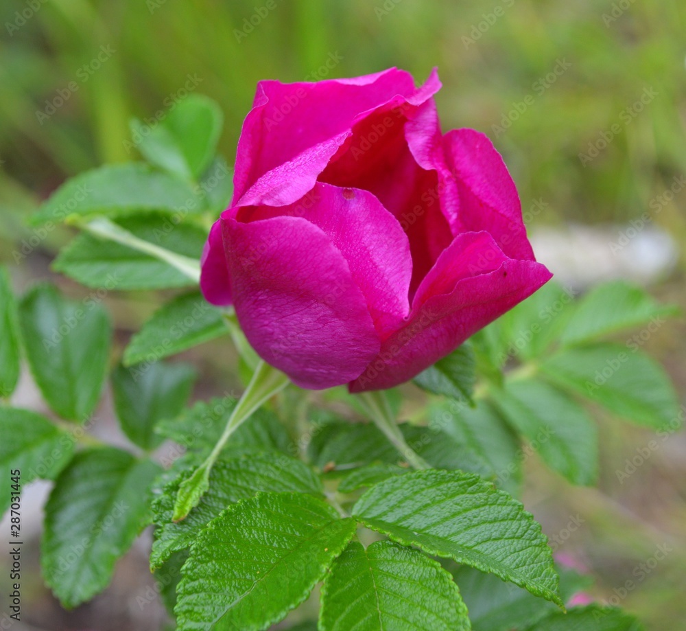 pink rose in the garden pink rose in the garden