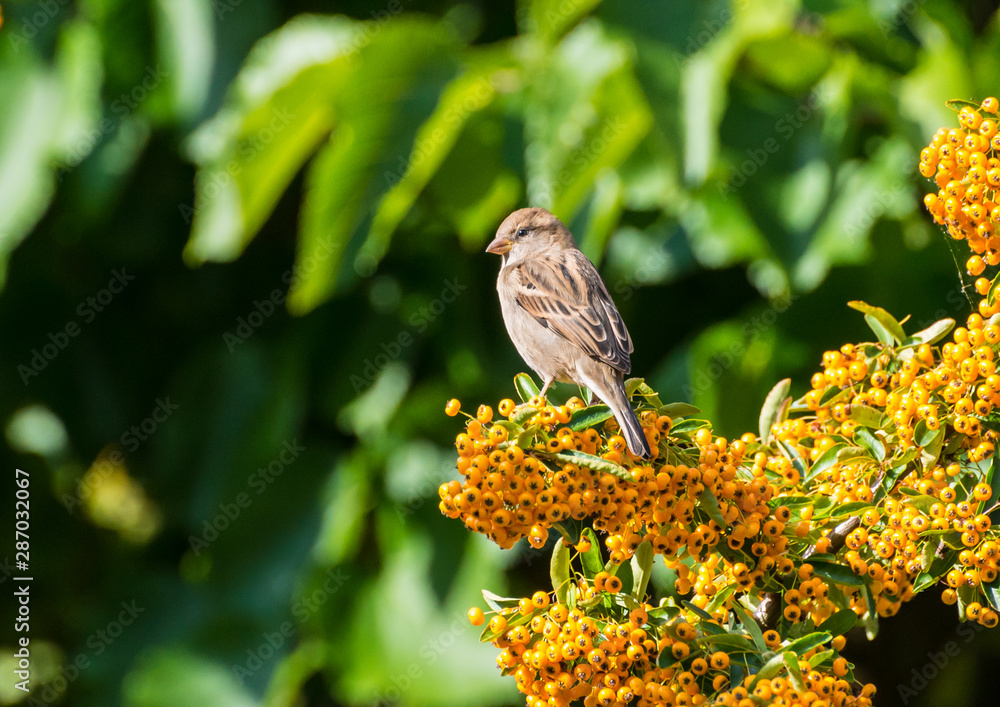 Sparrow Spotting