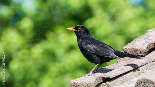 Blackbird © bigemrg