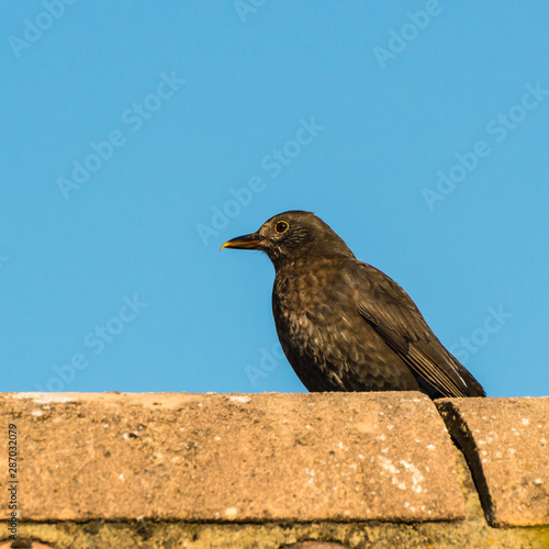 Blackbird On Rooftop © bigemrg