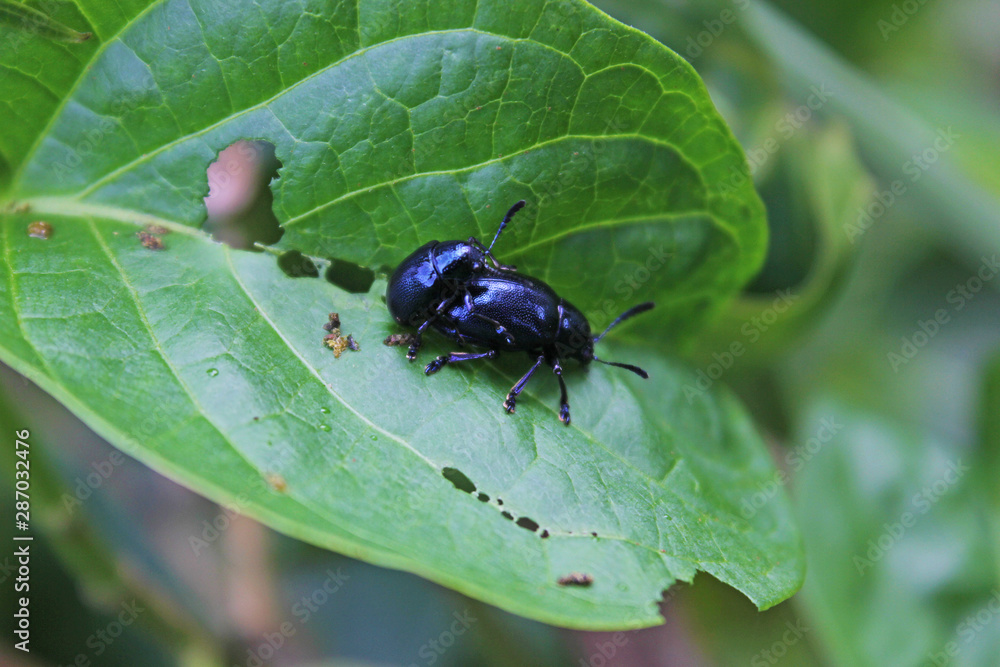 Closeup two bug living on the green leaves. Insects are breeding together. Closeup two bug living on the green leaves. Insects are breeding together.
