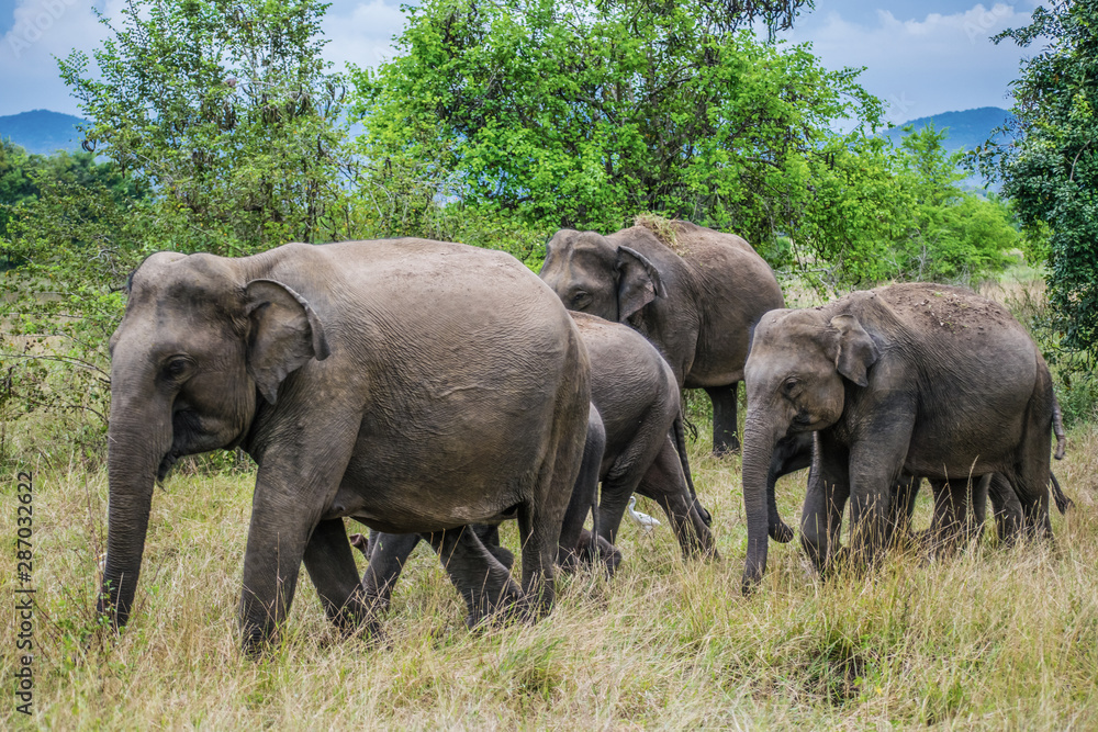 Fototapeta premium Elephant Family In Wasgamuwa National Park, Sri Lanka