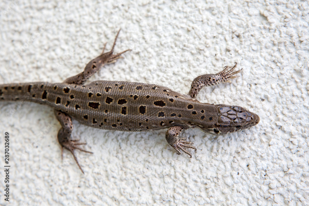 wild lizard natural stone background wild lizard natural stone background