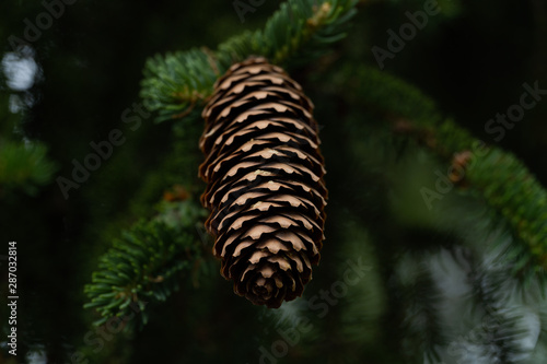 Close up of a fir cone in front of green twigs