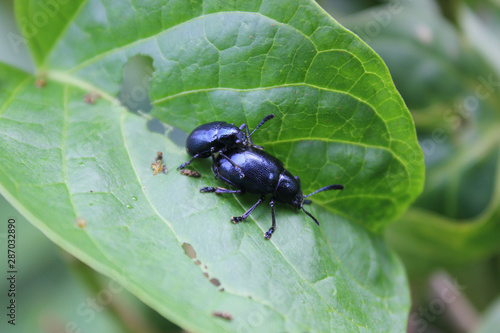 Closeup​ two bug living​ on the green leaves. Insects are breeding together. © Muanpare