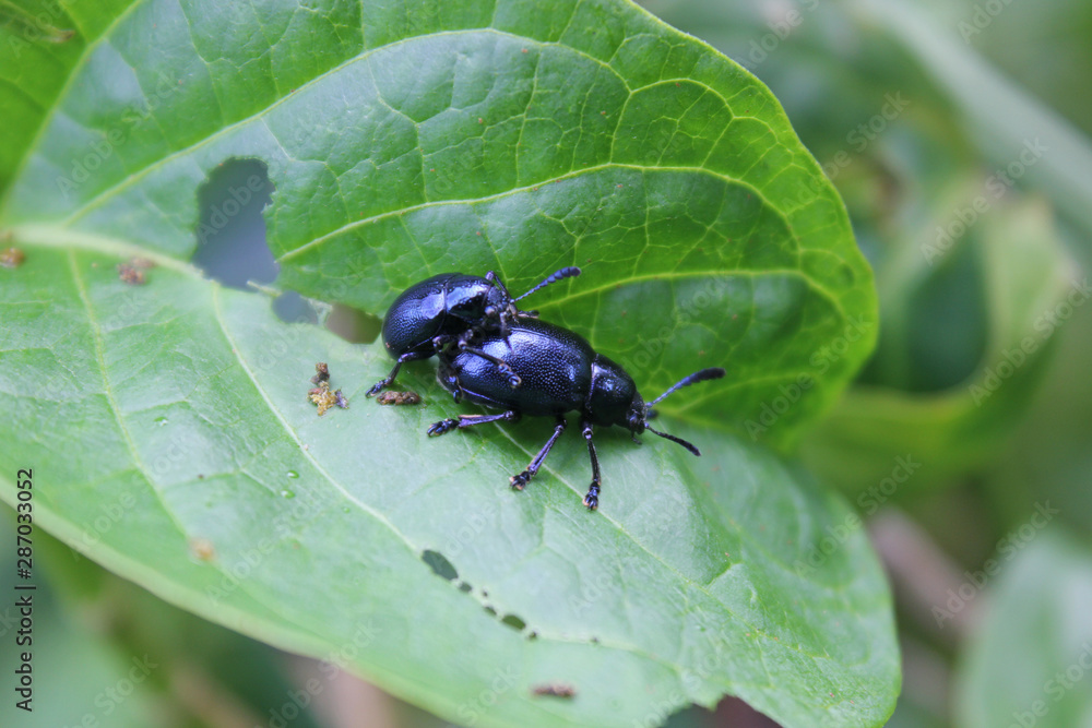 Closeup two bug living on the green leaves. Insects are breeding together. Closeup two bug living on the green leaves. Insects are breeding together.