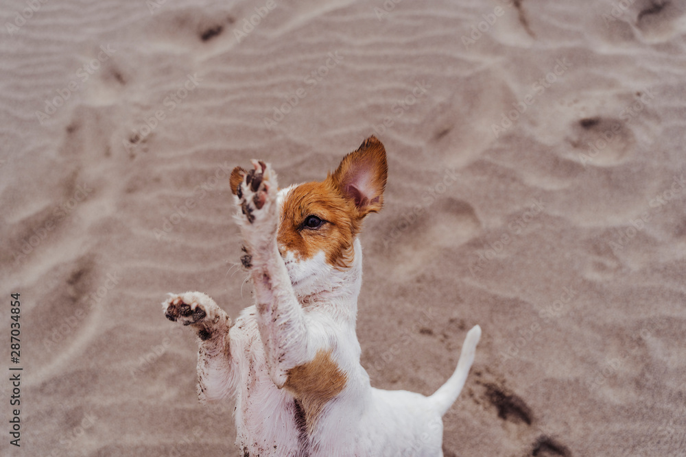 cute small jack russell terrier dog walking on two paws asking for delicious treats. Pets outdoors and lifestyle. Beach and summer concept