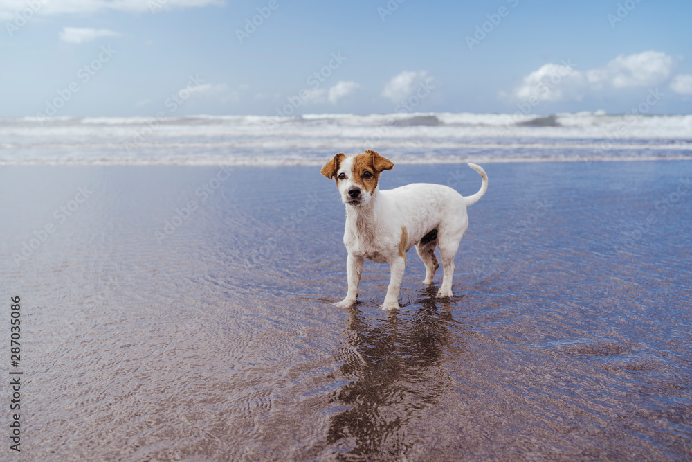 top view of cute small jack russell terrier dog at the beach looking at the camera. Pets outdoors and lifestyle. Summer concept