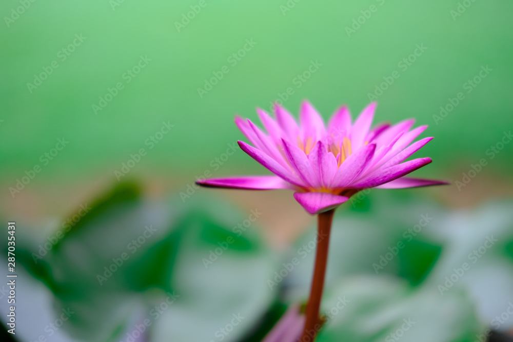 Purple Lotus flower and lotus leaf for background, close up