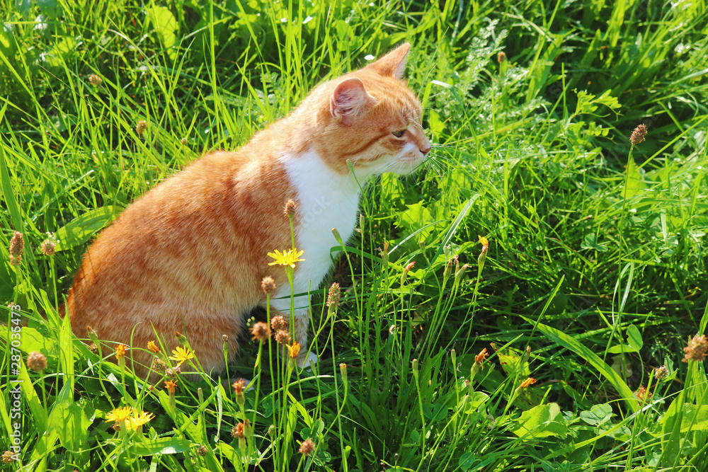 red tabby cat sitting in a green meadow