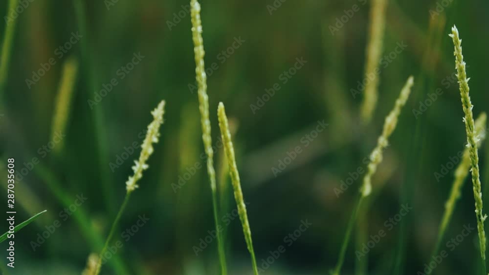 green grass close-up. Green grass macro. Abstract natural background of green grass swayed by the wind on beauty blurred bokeh. Meadow grass in the countryside. green grass close-up. Green grass macro. Abstract natural background of green grass swayed by the wind on beauty blurred bokeh. Meadow grass in the countryside.