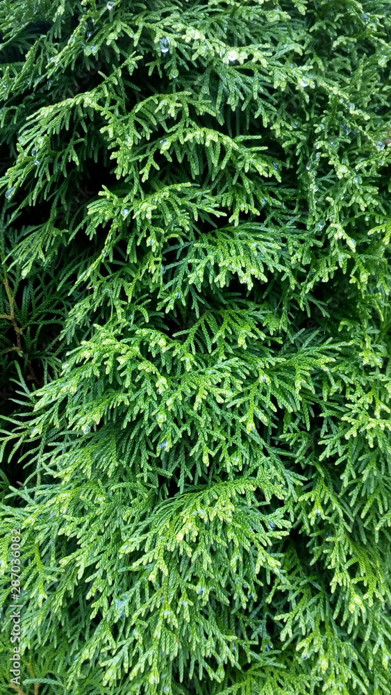 Conifer texture, thuja leaves closeup green nature vertical photo Conifer texture, thuja leaves closeup green nature vertical photo