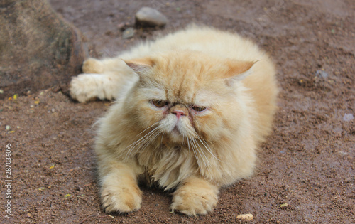 Persain cat​ gold​ and​ white​ color​ lay down​ on​ the​ ground, The cat acts like sleepy. photo