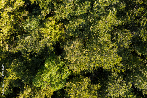 Wald von Oben - Luftbild
