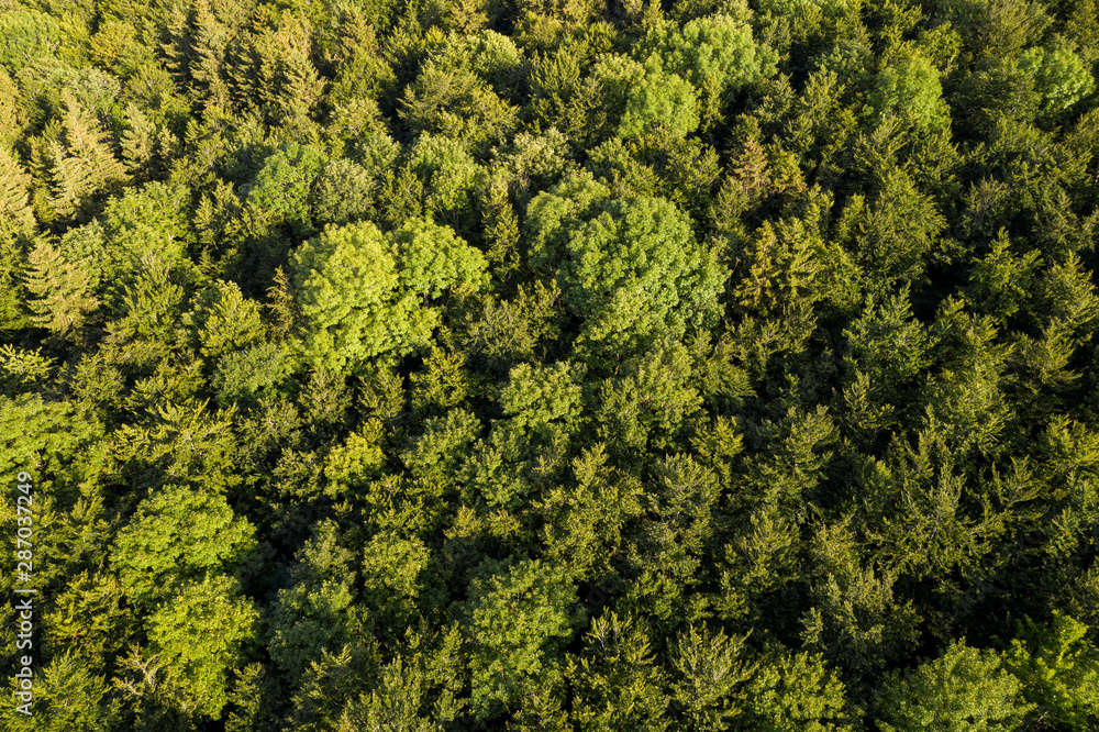 Wald von Oben - Luftaufnahme