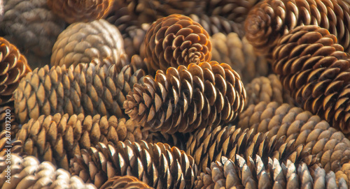 closeup of pine cones. Pine cones. texture of pine cones. autumn texture. autumn. christmas texture