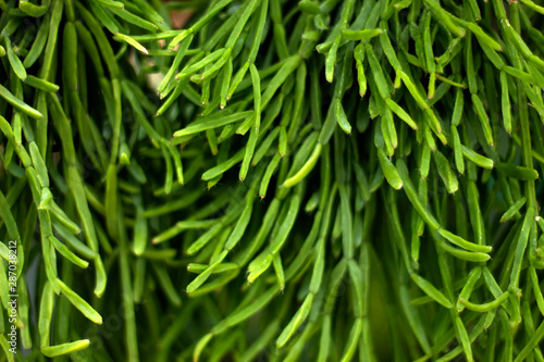 texture green leaves nature background