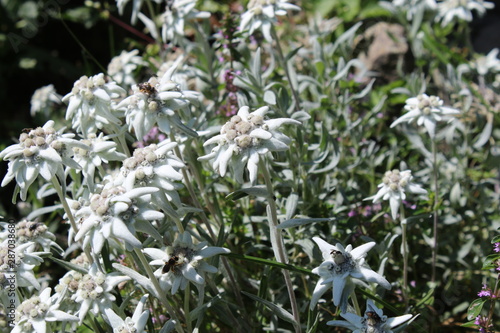 Edelweiss  Blumenwiese in Tirol  Italien