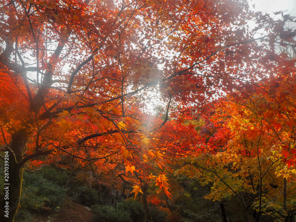 Beautiful scene of colorful maple branches with sunlight, Kyoto, Japan