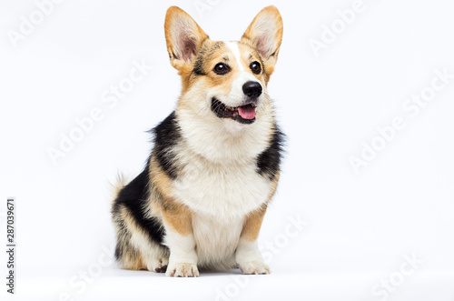 adult welsh corgi breed dog on a white background in full length © Happy monkey