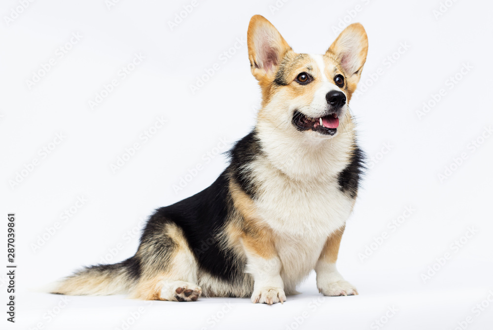 adult welsh corgi breed dog on a white background in full length adult welsh corgi breed dog on a white background in full length