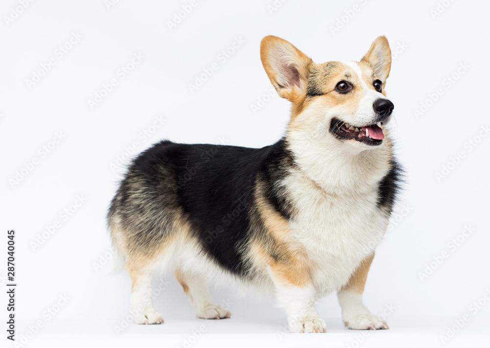 dog stands Welsh Corgi breed in full growth on a white background