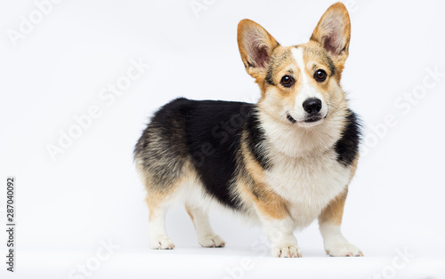 dog stands Welsh Corgi breed in full growth on a white background