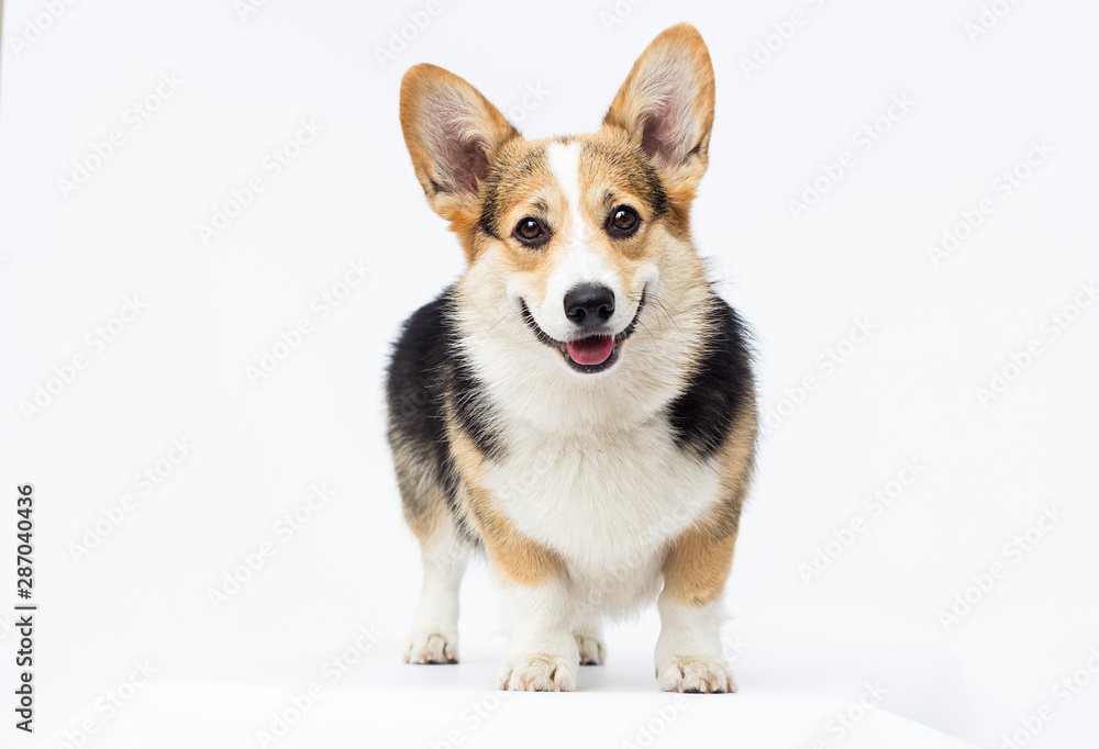 dog stands Welsh Corgi breed in full growth on a white background dog stands Welsh Corgi breed in full growth on a white background