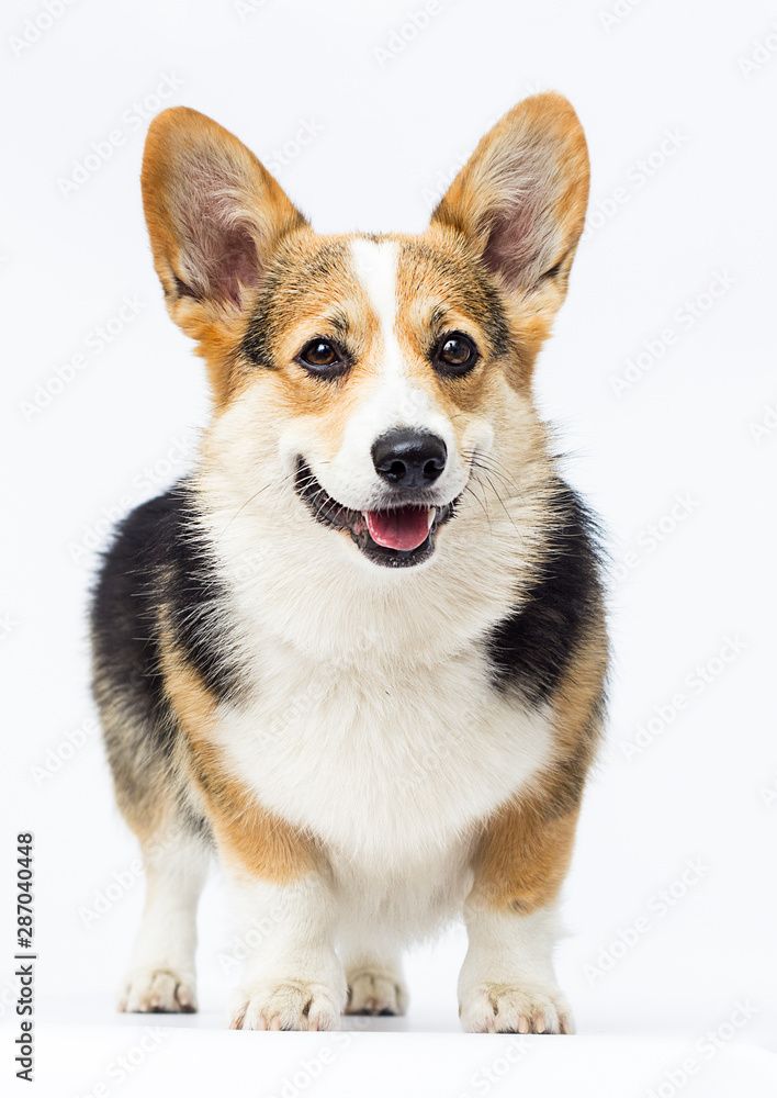 dog stands Welsh Corgi breed in full growth on a white background