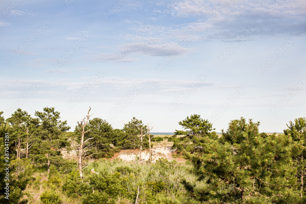 Obraz premium Delaware east coast marsh land landscape
