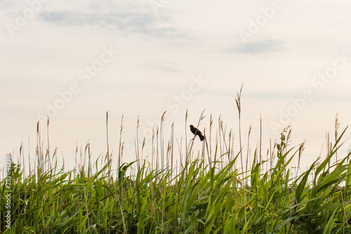 red winged black bird afternoon sky