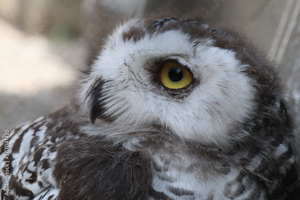 Fototapeta premium portrait of an snow owl