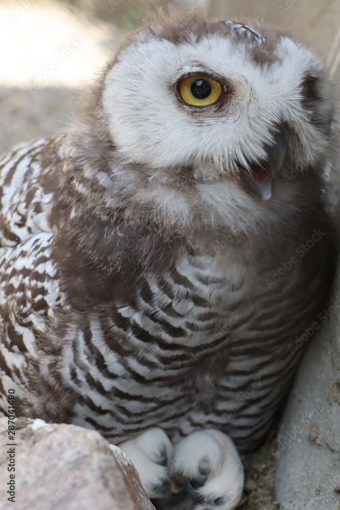 Fototapeta premium portrait of an snow owl