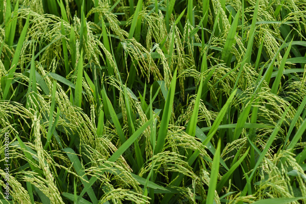 Green rice field top view Green rice field top view