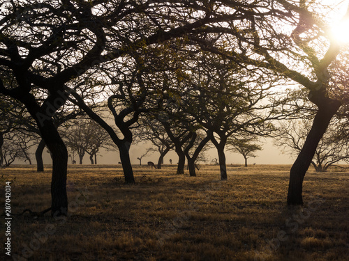 View of impala antelopes grazing between silhouettes of trees during sunset, Mlilwane Wildlife Sanctuary, Swaziland, Africa.