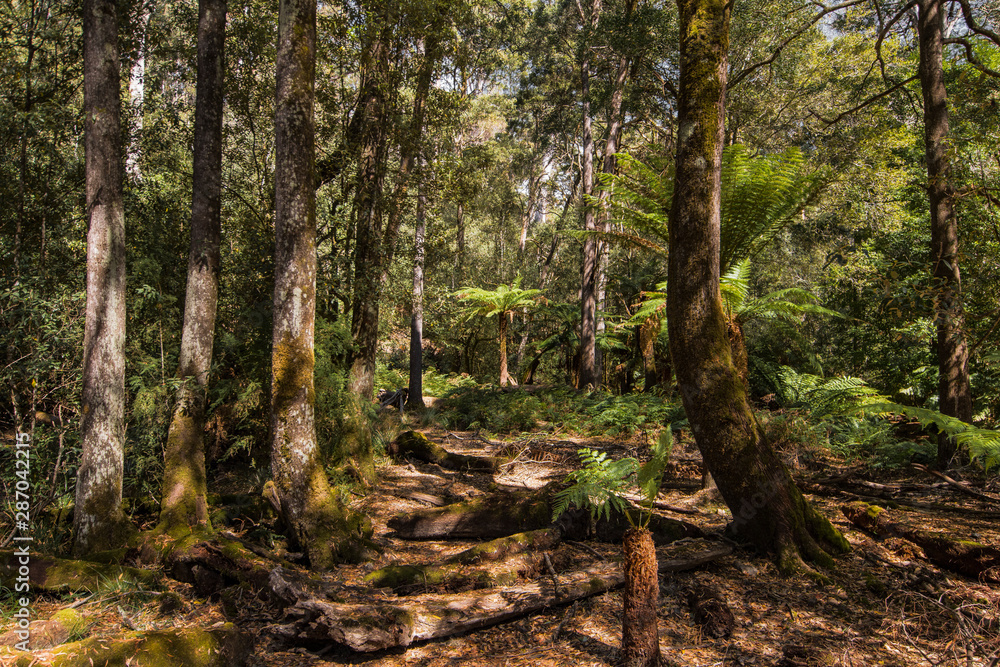 Forests of Jurassic or prehistoric appearance, covered with ferns, moss and giant eucalyptus trees on the island of Tasmania in Australia. Forests of Jurassic or prehistoric appearance, covered with ferns, moss and giant eucalyptus trees on the island of Tasmania in Australia.