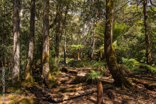 Forests of Jurassic or prehistoric appearance, covered with ferns, moss and giant eucalyptus trees on the island of Tasmania in Australia. photo